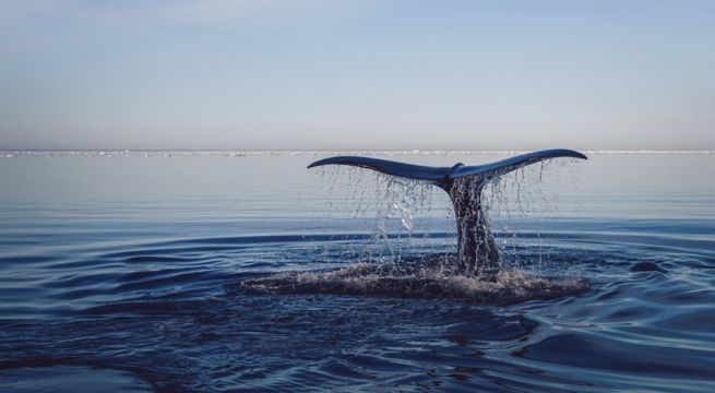 Pescador se juega la vida para salvar a una ballena enredada (Video)