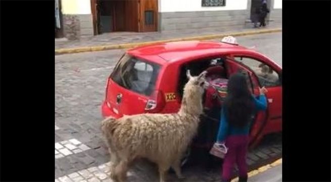 Una llama subiendo a un taxi se vuelve viral en las redes sociales