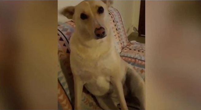 Curiosa reacción de un perro hace explotar las redes sociales (Video)