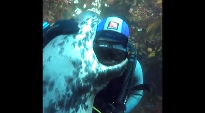 Hombre logra tomarse un selfie con un león marino y conmueve las redes sociales