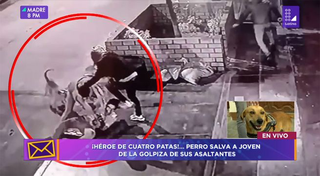 Perro héroe salvó a joven de la paliza de unos delincuentes, haciéndolos huir