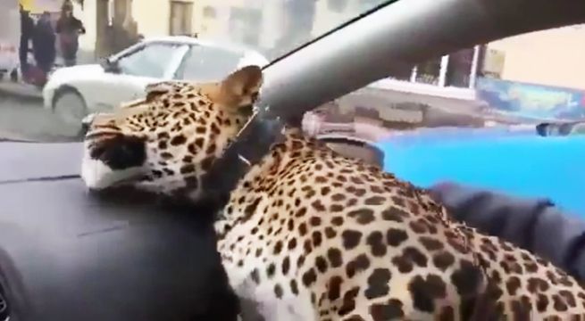 Hombre ingresa a un taxi acompañado por un leopardo (Video)