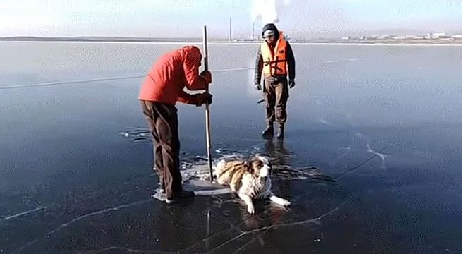 Rescatan a perro que terminó congelado en lago de Rusia (Video)