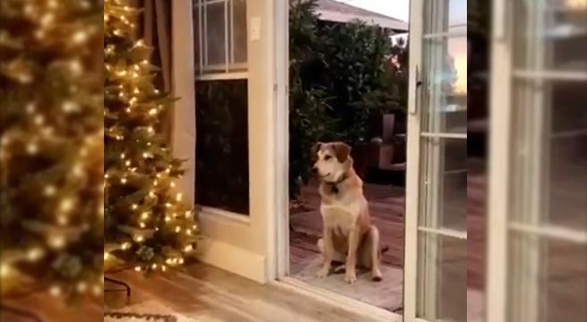 Perro no ingresa a su casa hasta que le abren una puerta inexistente (Video)