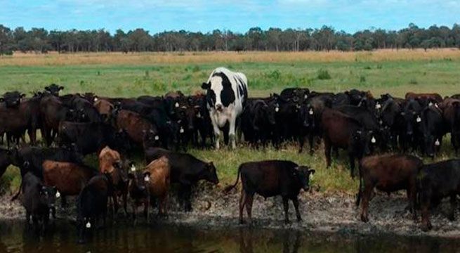 Una vaca se libra de ser sacrificada por su gran tamaño