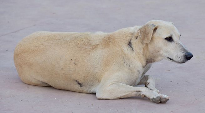 Cuatro perros esperan en la puerta de hospital a que su dueño sea dado de alta