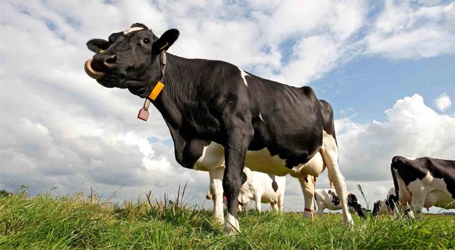 Vaca sorprende a un motociclista con una impresionante patada voladora