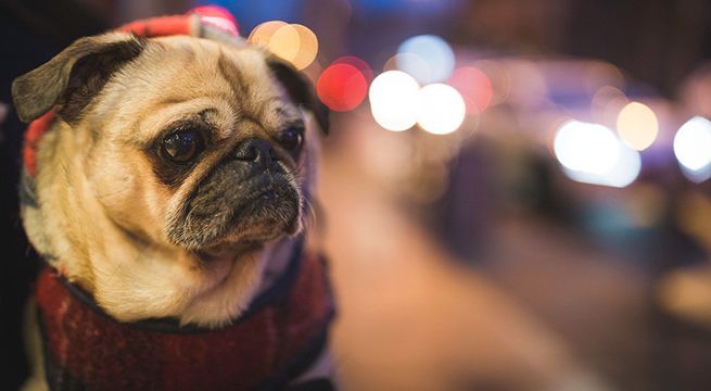 Perro es dejado dentro de camión y se venga tocando la bocina sin parar (Video)