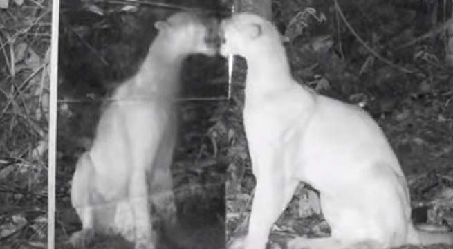 Colocan espejo en medio de la selva y la reacción de los animales sorprende a todos (Video)