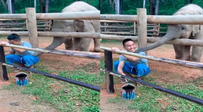 Elefante bebé golpea varias veces a pintor porque quería jugar con él (Video)