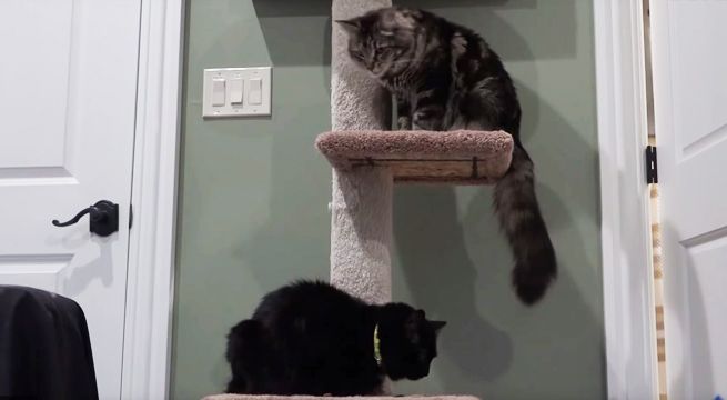 Alquilan en Silicon Valley un estudio para dos gatos por 1,500 dólares mensuales (Video)