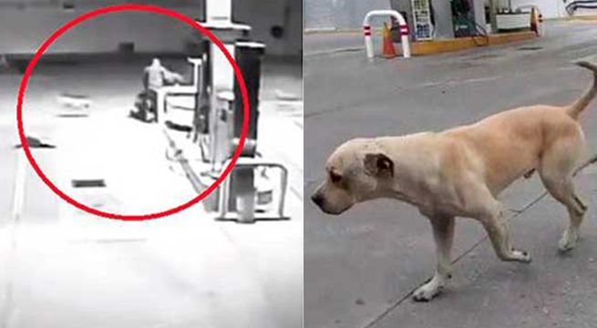 Perro callejero evita asalto a gasolinera y recibe grandes premios (Video)