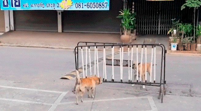 Perros hacen reír a todos con este divertido enfrentamiento