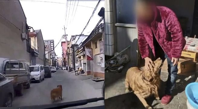 Dueño se desmaya y perro guía ambulancia hasta el hospital (Video)