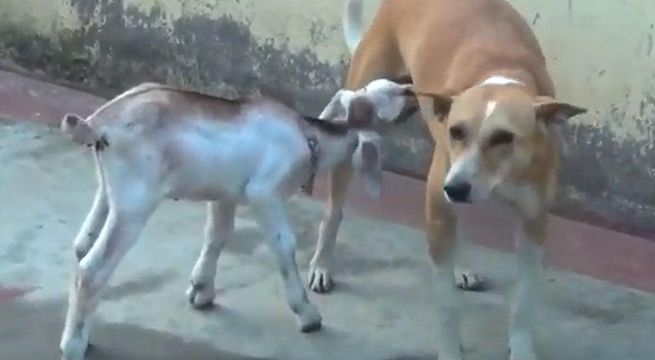 Perrita adopta a cabra huérfana y conmueve a las redes sociales (Video)