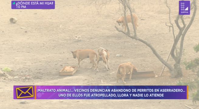 Vecinos denuncian abandono de perritos en aserradero en Chorrillos