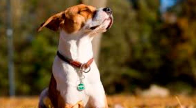 Pancho Cavero nos da consejos sobre los golpes de calor en las mascotas