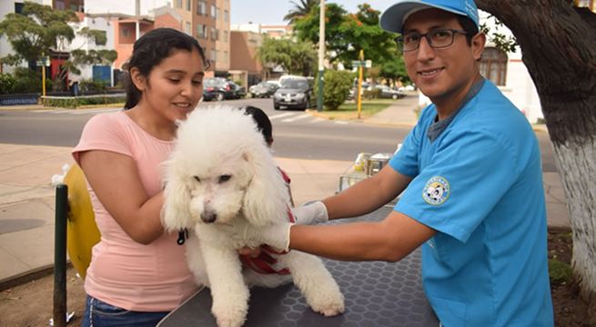 Municipalidad de Jesús María atenderá gratis a mascotas durante todos los viernes del 2019