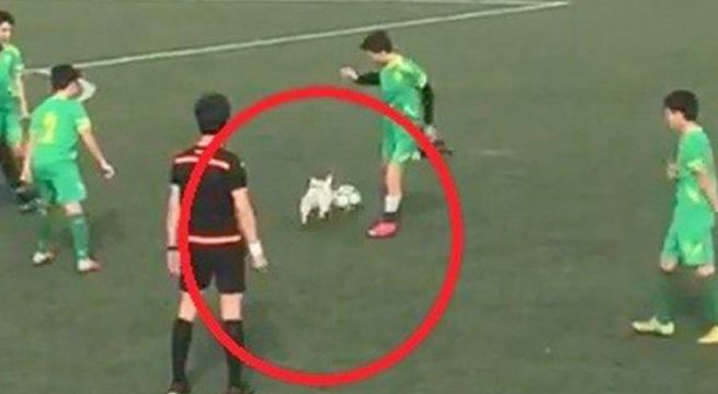 Perro ingresa a la cancha adueñándose del balón y del show (Video)