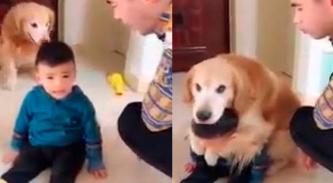 Perro abraza a niño para defenderlo del regaño de su papá (Video)