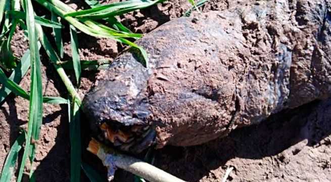 Extraño animal con dientes humanos fue encontrado en plantación de arroz