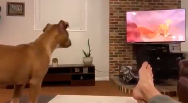 Perro ve escena de “El rey león” y reacciona de esta manera