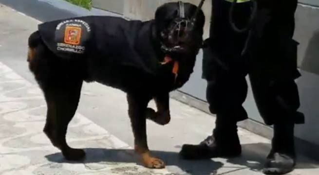 Sereno que maltrató a perro en playa Agua Dulce fue despedido (Video)