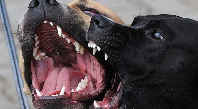 Niño atacado por feroces perros fue salvado gracias a mujer que usó su cuerpo como escudo