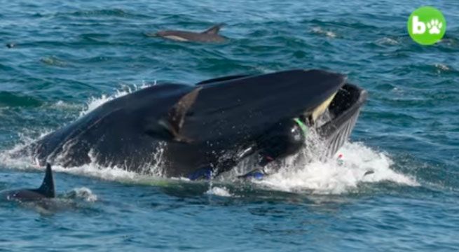 Ballena se traga a un buzo pero después lo expulsa (Video)