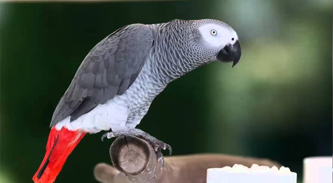 Loro inglés se escapa de su casa y regresa hablando perfecto español