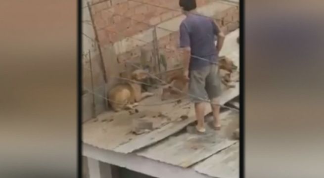 Hombre que golpeó con un palo a sus mascotas se justifica