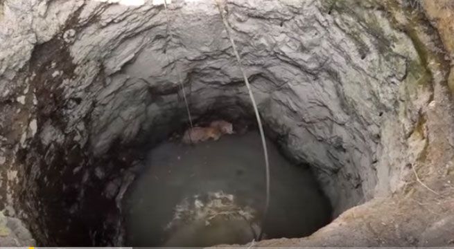 Vecinos escuchan rugidos y encuentran leopardos en un pozo de agua [VIDEO]