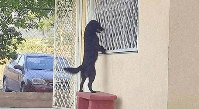 Perrito esperó a su pequeño amo fuera de su colegio en su primer día de clases
