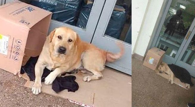 Perrito esperó siete días fuera de hospital a su dueño que había fallecido