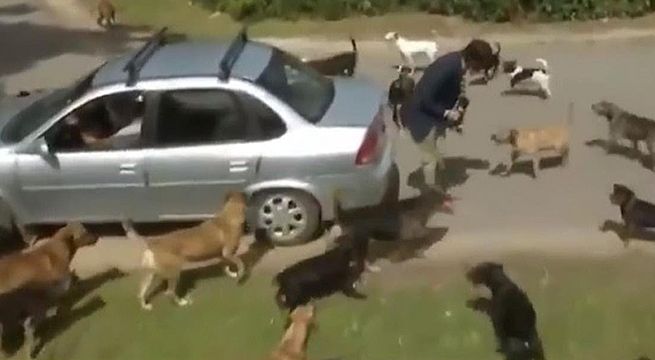 Periodista fue atacado por una gran cantidad de perros en plena transmisión en vivo [Video]