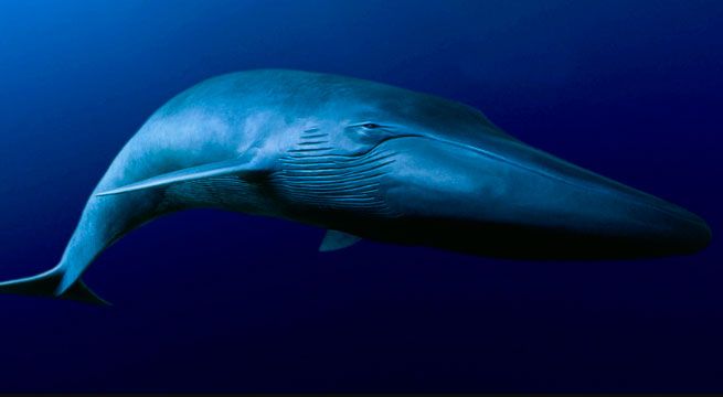 Encuentran ballena muerta con 40 kilos de plástico en su estómago [VIDEO]