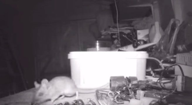 Ratón es grabado mientras ordenaba la casa donde vivía [VIDEO]