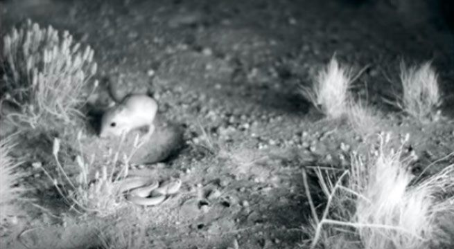 Rata lanza patada a serpiente y se salva de ser tragada [VIDEO]