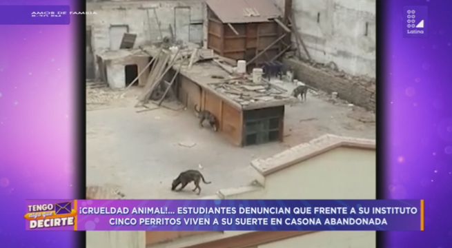 Estudiantes intentan ayudar a cinco perros que viven en techo de casona sin agua y comida