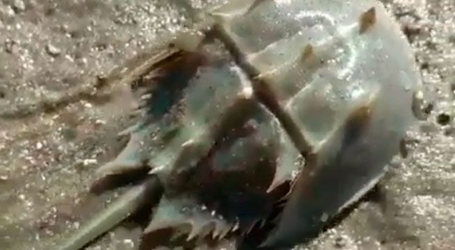 Extraños animales aparecen en una playa de México [VIDEO]
