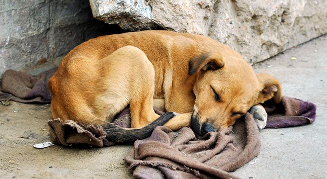Parlamentaria propone matar a perros y gatos callejeros [Video]