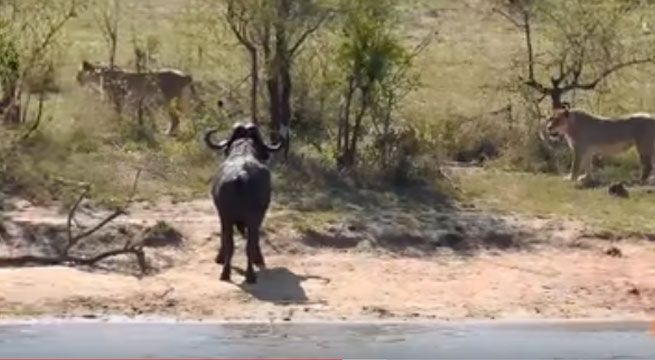 Leones y cocodrilos intentan cazar un búfalo, pero ocurre lo inesperado [VIDEO]