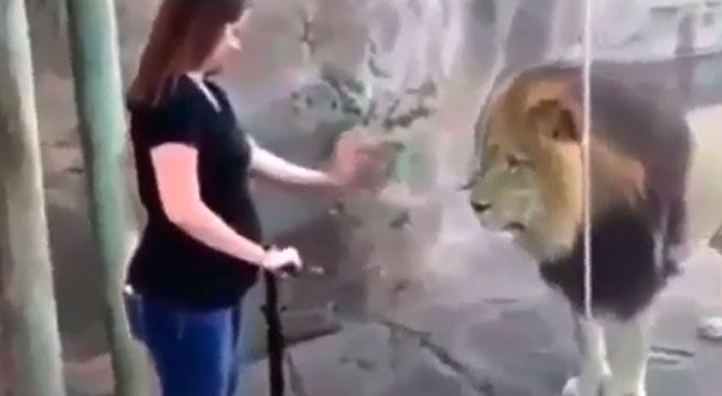 León ve a mujer embarazada y reacciona de esta manera [VIDEO]