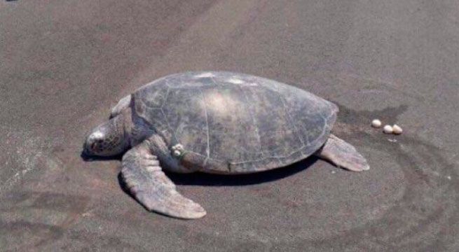 Tortuga marina pone huevos en asfalto donde antes había playa