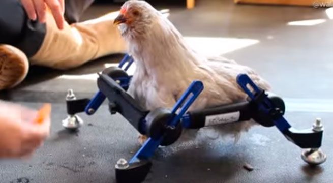 Niña defiende a su gallina inválida luego de que le dijeran que debería comérsela