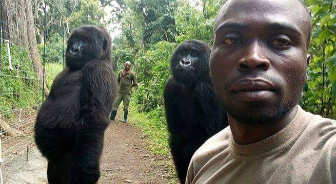 Gorilas sorprenden al mundo al posar para un selfie