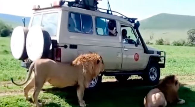 Turista abre la ventana de su vehículo para acariciar a león pero se lleva tremendo susto