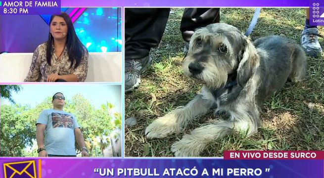 Pitbull ataca y casi mata a pequeño perro en parque de Surco