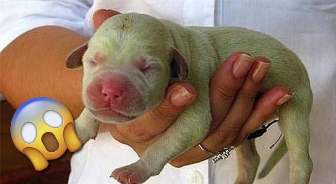 Nace una perrita de color verde en Estados Unidos y sorprende al mundo [VIDEO]