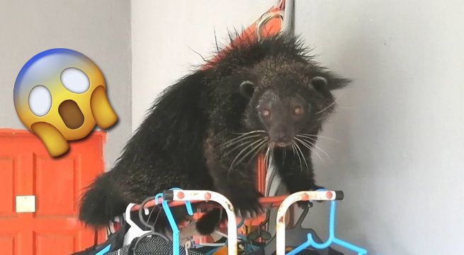 Quedaron aterrados al encontrar un animal que parecía una mezcla entre gato y oso [VIDEO]